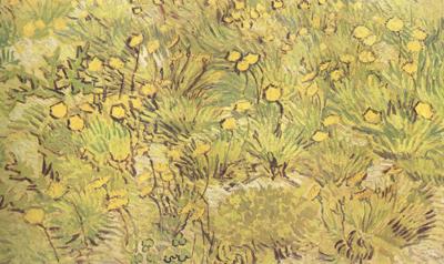 Vincent Van Gogh A Field of Yellow Flowers (nn04)